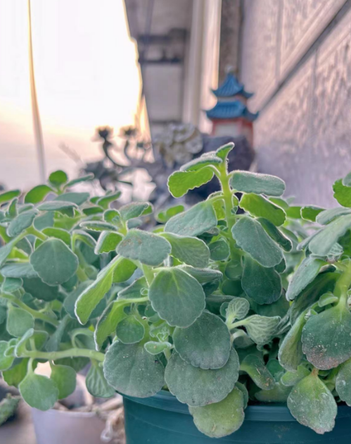 三款室内芳香植物推荐，它们的有哪些功效和作用？