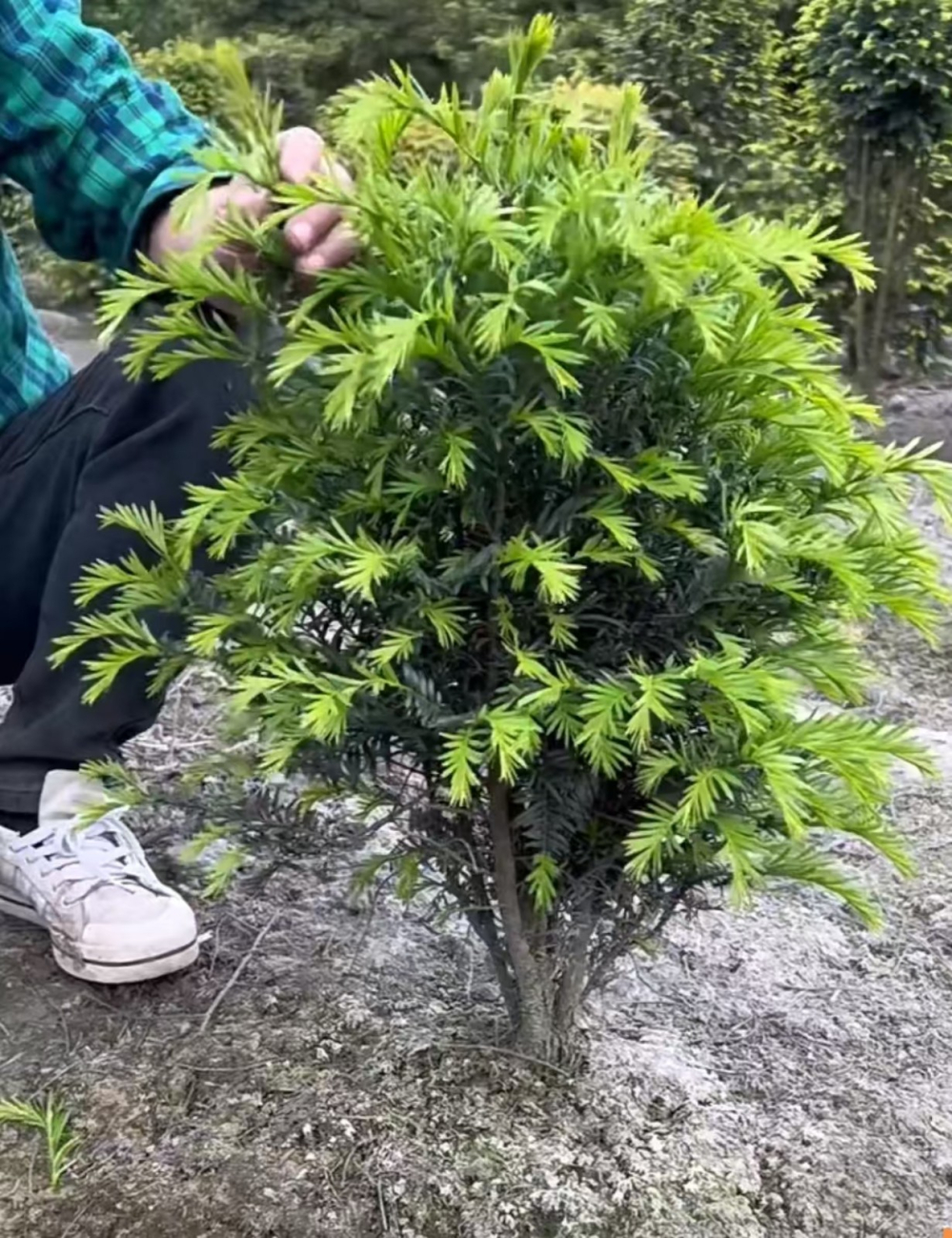 红豆杉和紫杉是一种植物吗？红豆杉和矮紫杉的区别在哪里？