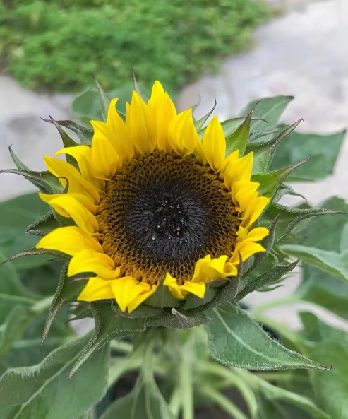 小朋友种植什么植物好？4种适合小朋友种的花卉