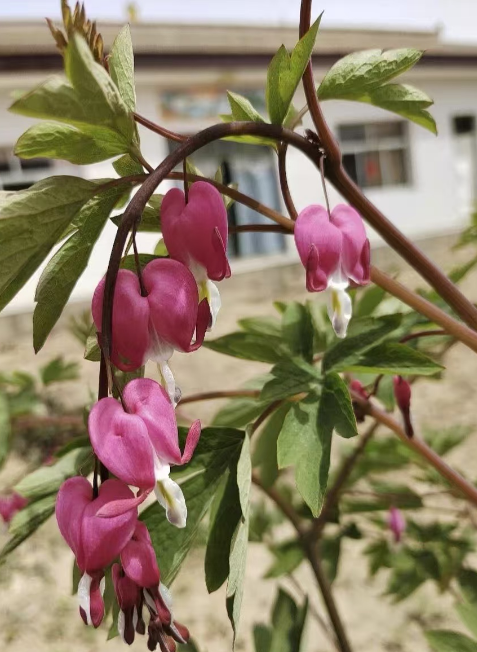 背阴阳台可以种什么植物？适合背阴阳台种植的五大植物推荐