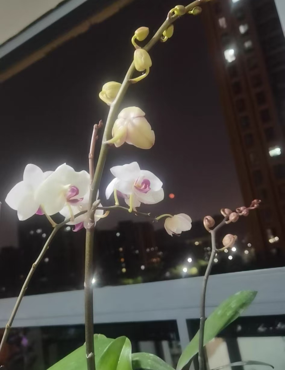 蝴蝶兰加速开花最简单三个步骤？蝴蝶兰快要开花时怎么管理？