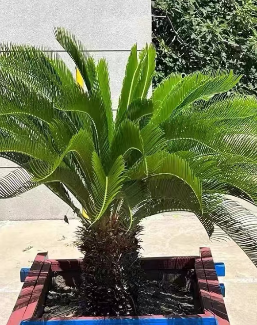 冬天不抗冻的观叶植物有哪些？冬季室内观叶植物怎么养护？