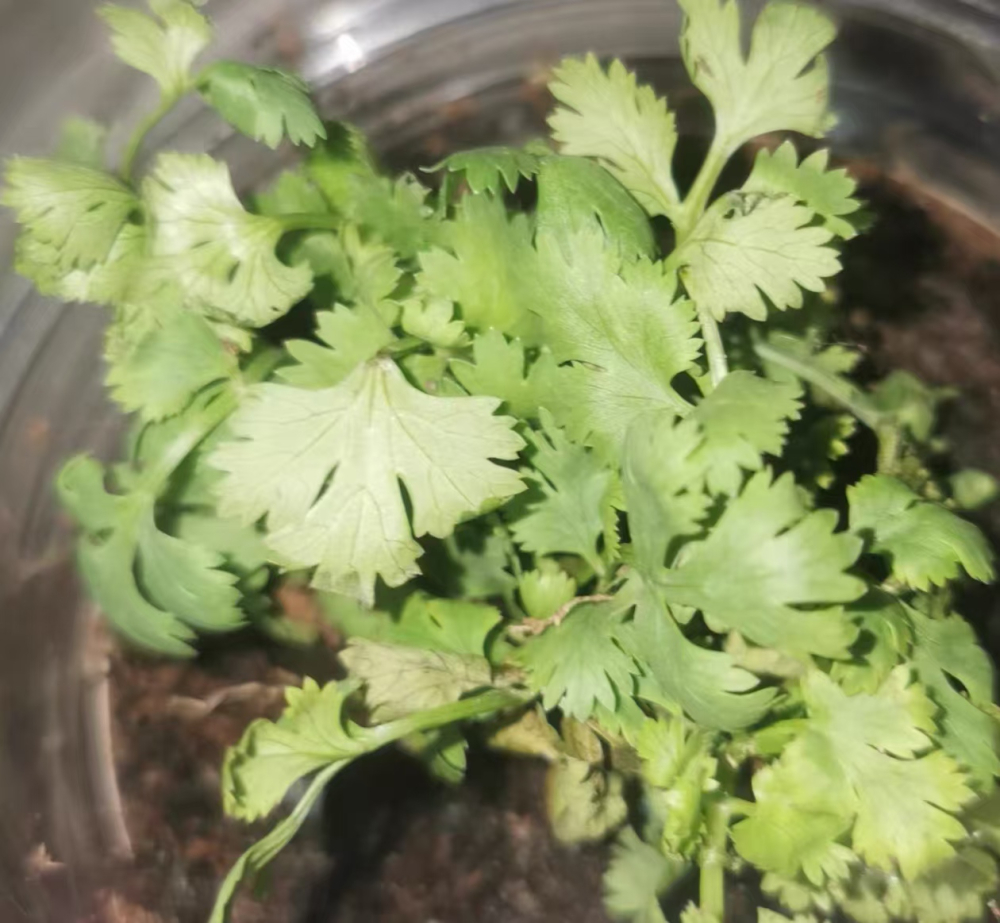 香菜种植方法和时间几月播种？香菜耐低温吗多少度停止生长？