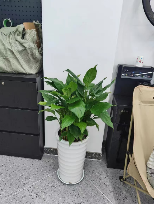 家里光线差养什么植物好？4种适合低光环境的耐阴植物推荐