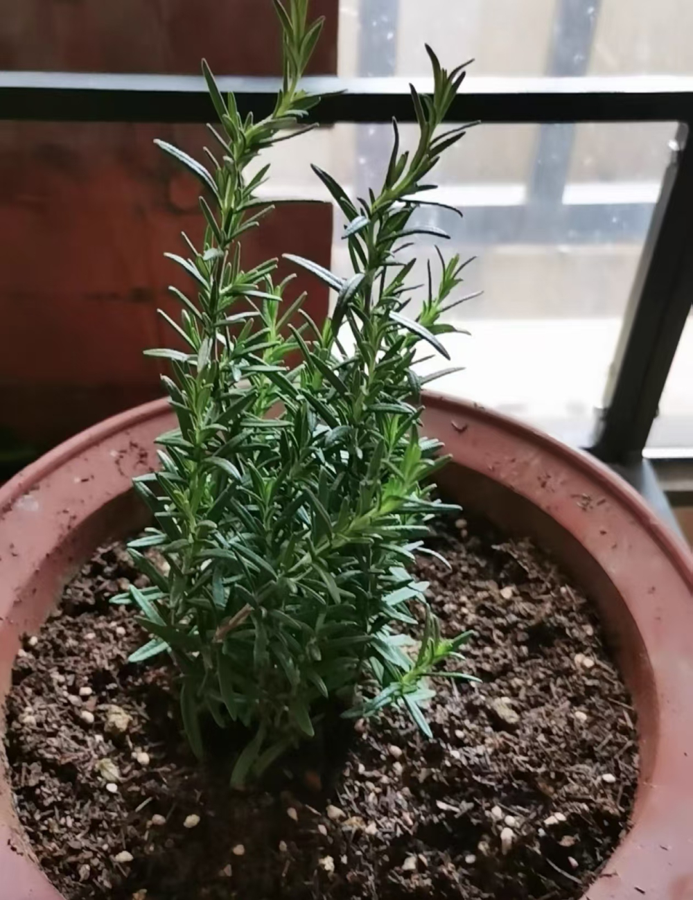 室内绿植带香味的植物叫什么？迷迭香和薄荷哪个好闻一点？