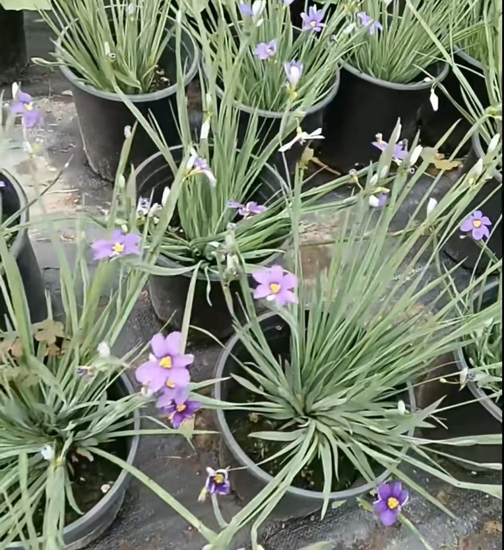 鸢尾和昌蒲的区别在哪里呢？菖蒲和鸢尾花是一种花吗？