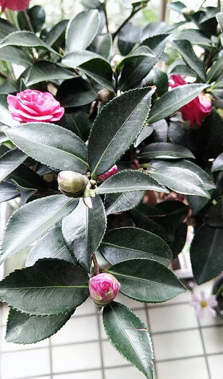 茶花和茶梅的区别在于哪里？茶梅与茶花的生长环境区别？