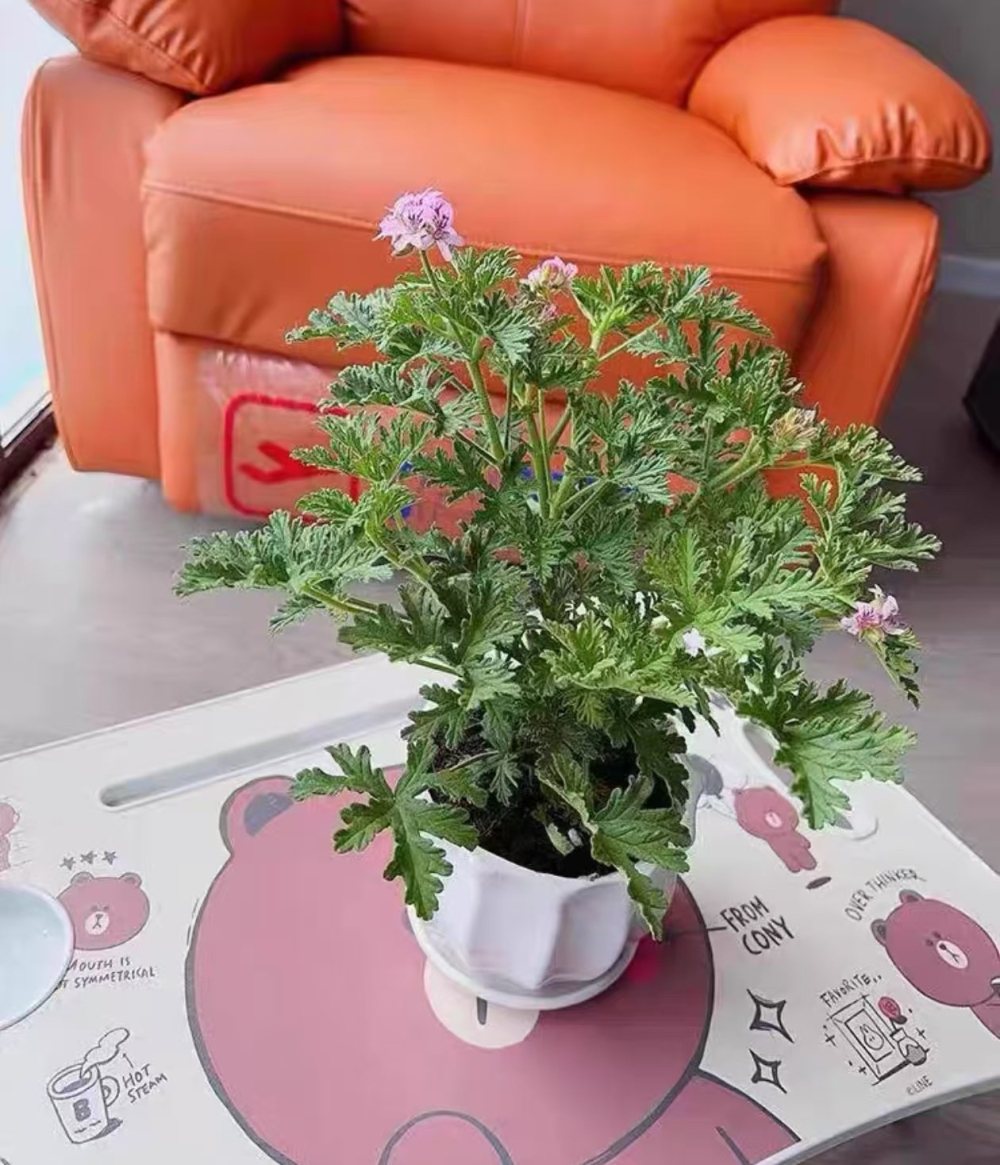 驱蚊草好养活吗？驱蚊草养不活是怎么回事呢？