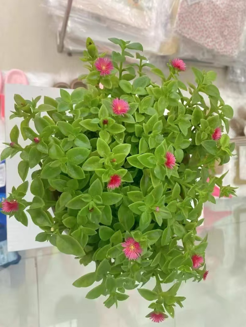 什么是吊兰科植物？哪些被称吊兰的植物是假吊兰？