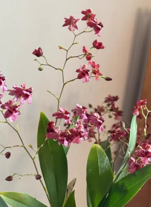 梦香兰一年开几次花？梦香兰花谢后要剪掉花枝吗？