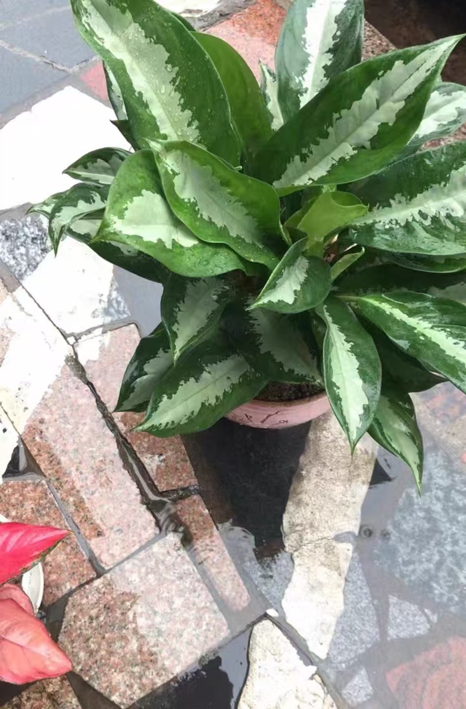 冬季植物穷养怎么养好呢？冬季植物需要浇水吗?