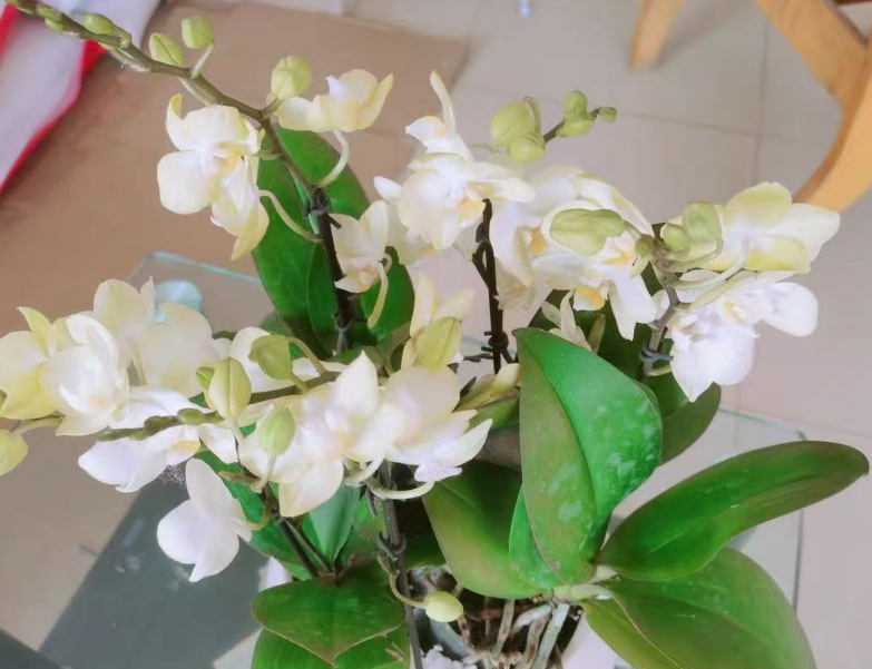 什么是观花型兰花？常见的观花型兰花有哪些品种？