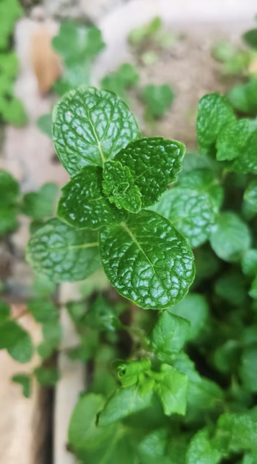 留兰香和薄荷是一样的吗？留兰香和薄荷的区别功效？