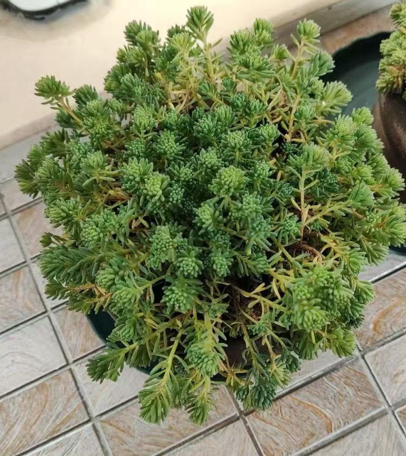 庭院适合种植什么植物？适合庭院种植的地被类绿植花卉推荐