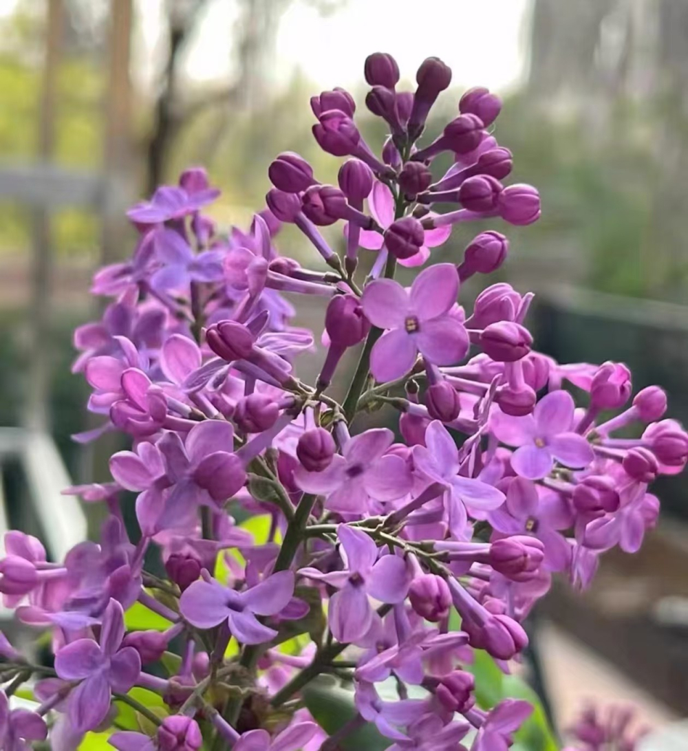 丁香花和月季花是什么颜色的？丁香花和月季花区别在哪？