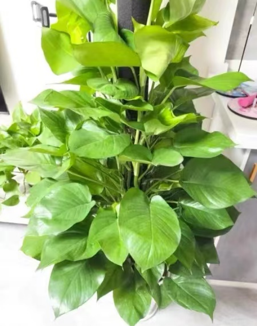 什么是高效蒸腾植物？适合室内养殖的高效蒸腾植物推荐