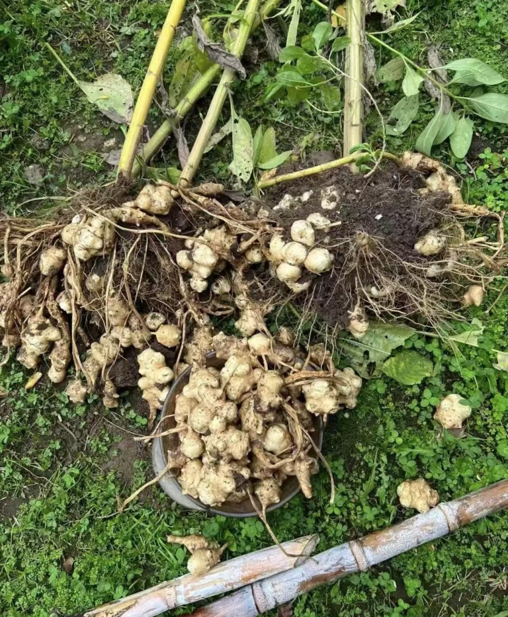 菊芋的功效与食用方法？菊芋如何种植和管理呢？