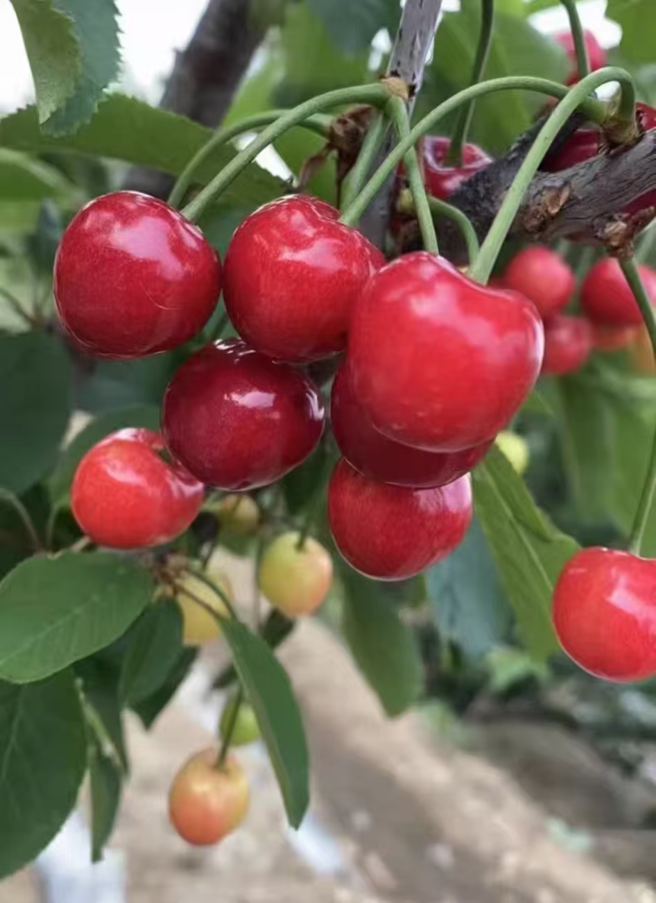 水果籽可以自制盆栽种植吗？有哪些水果籽可以种出果实吗？