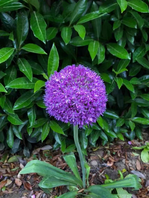 大花葱花期多长？大花葱花后怎么处理？