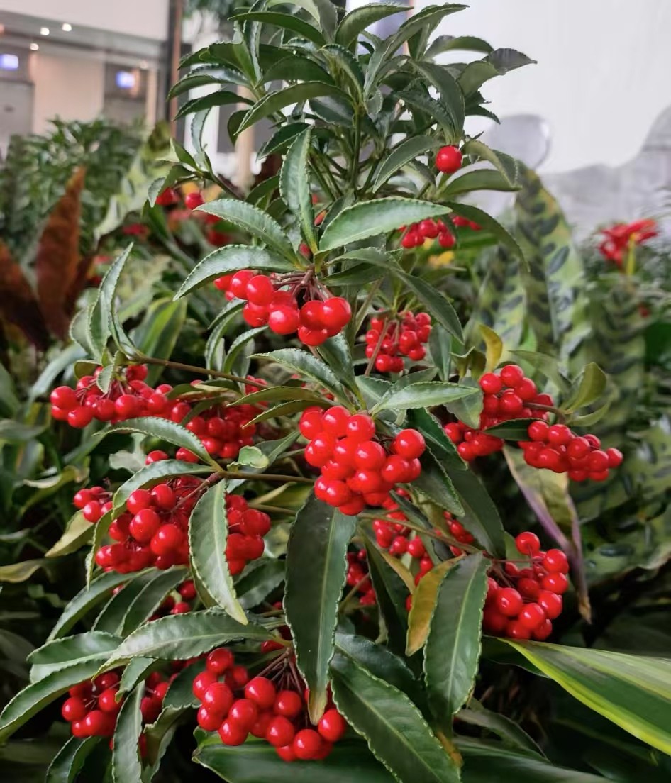 春节红色花卉品种有哪些？春节家里摆放什么花最好呢？