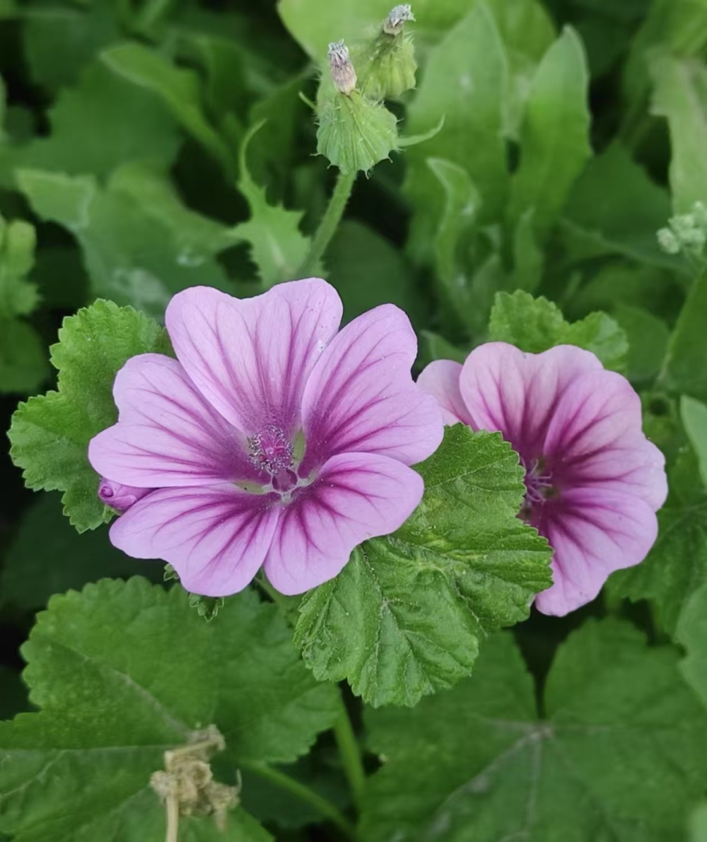 锦葵花的花语及寓意是什么意思？锦葵花适合家里盆栽吗？