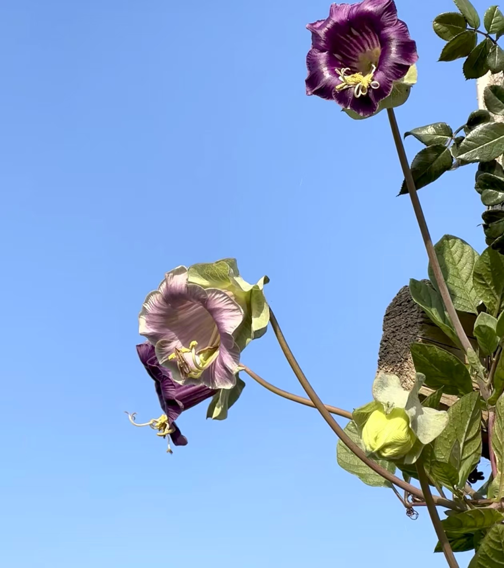 电灯花长什么样子呢？电灯花什么时候开花的呢？