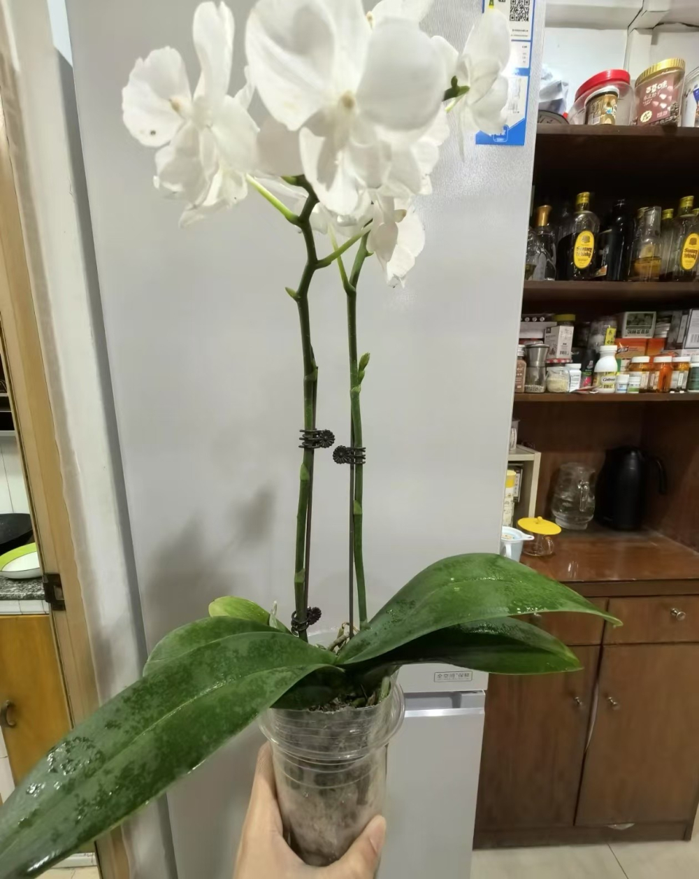 蝴蝶兰花芽发育不同的原因？蝴蝶兰花芽长短不一样怎么办？