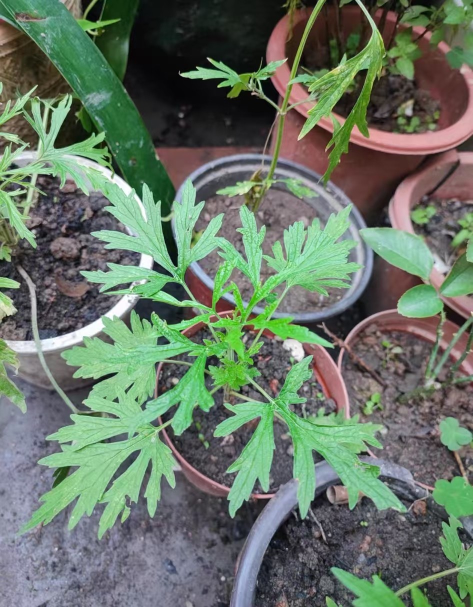 益母草有什么功效呢？益母草的种植方法和时间？