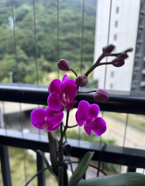 蝴蝶兰花期的养护与浇水？蝴蝶兰能往花上喷水吗？