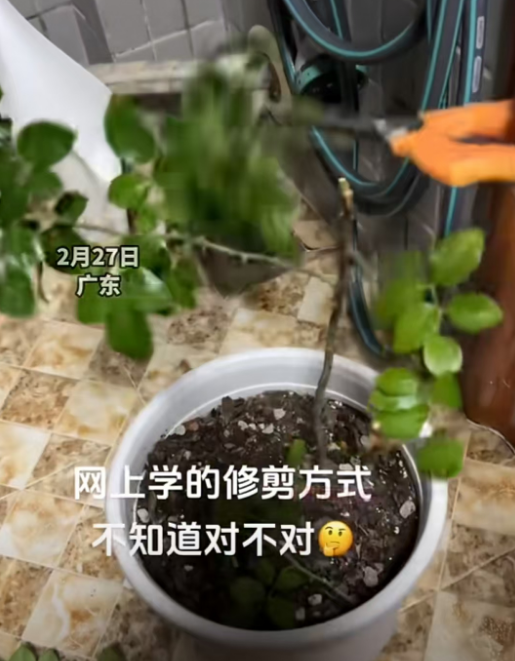 说好的 “妙手剪花”，网上修剪法的坑有多深？