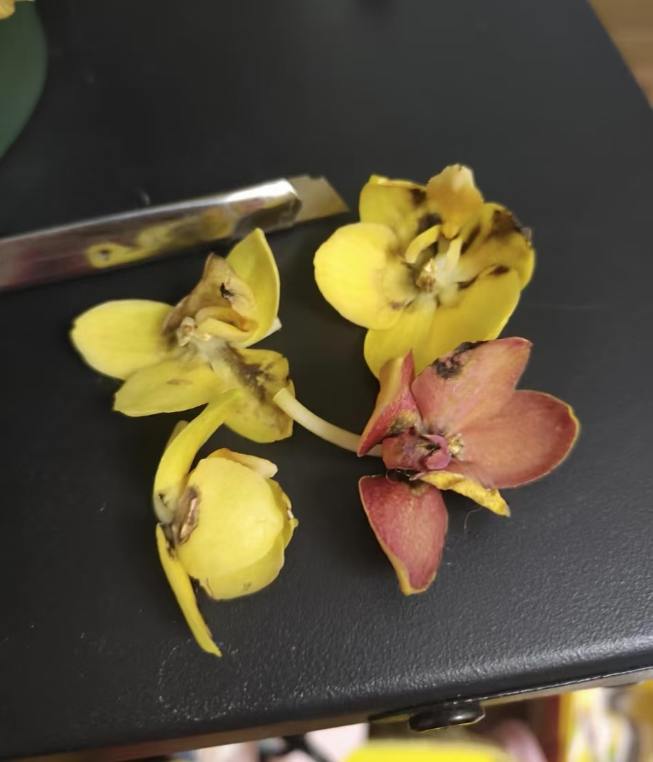 蝴蝶兰花朵灰霉病菌怎么处理？蝴蝶兰花朵发霉要剪掉吗？