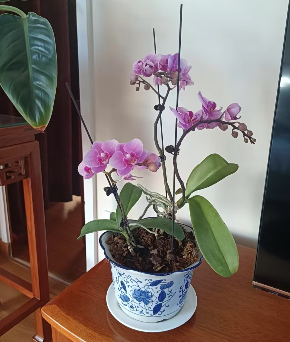 蝴蝶兰可以多颗栽到一个盆子里吗？蝴蝶兰可以几株混种吗？