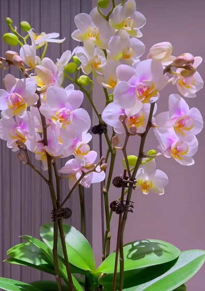 蝴蝶兰光照不足会怎么样？蝴蝶兰光照不足会不开花吗？