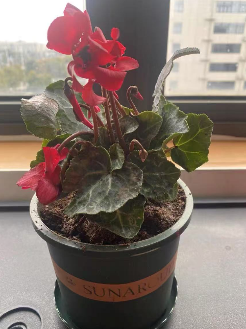 夏天不适合养的花有哪些？怕热的室内花卉品种介绍