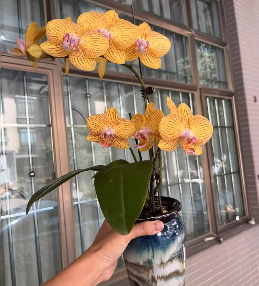 花期最长的蝴蝶兰品种是什么？蝴蝶兰室内养护方法？