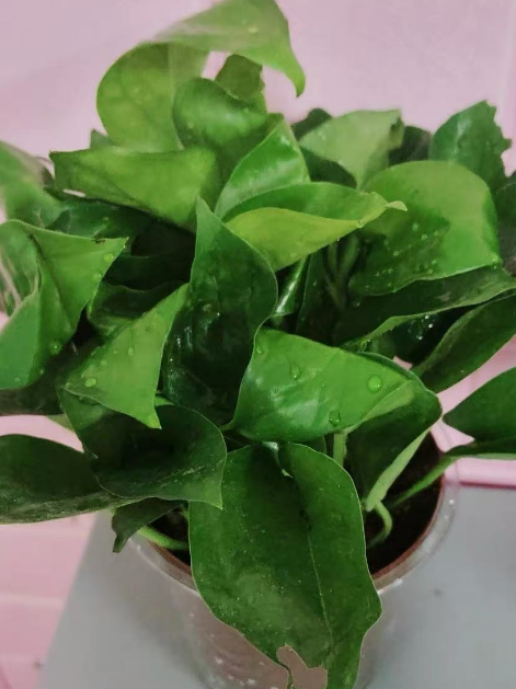 哪些室内绿植对猫和人有好处？对猫和人都有益的室内绿植推荐