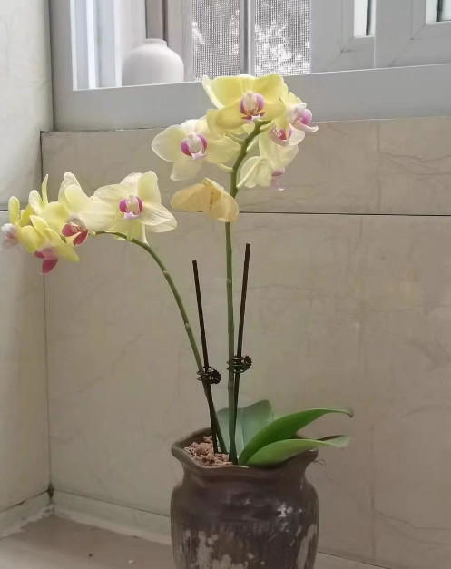 蝴蝶兰的侧芽如何养护和管理？蝴蝶兰的侧芽如何养成群兰？