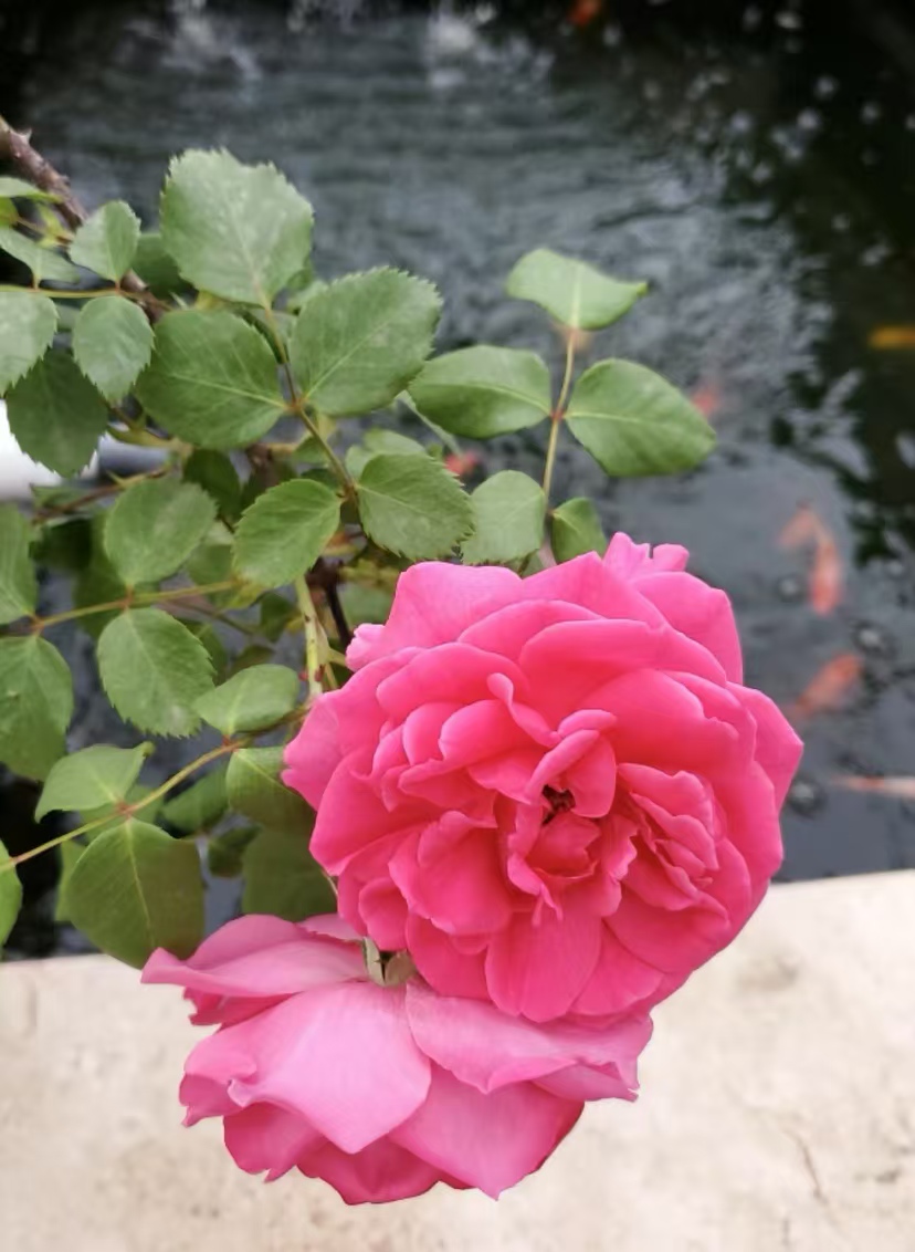 什么花可以爬墙又好养又好看？什么花漂亮又好养活呢？