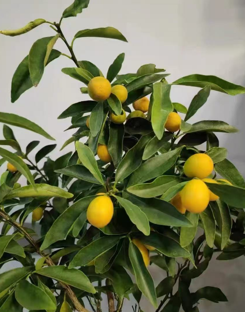 公认的招财花卉有哪些？招财进宝的6种花草推荐