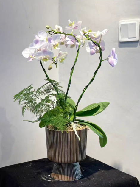 蝴蝶兰的侧芽怎样分开？蝴蝶兰侧芽不分株可以吗？