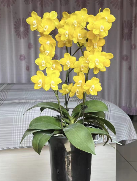 蝴蝶兰剪枝怎么剪？蝴蝶兰剪枝后怎样发芽？