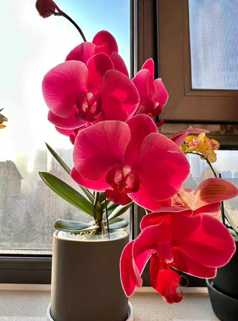 蝴蝶兰发生肥害的症状有哪些？蝴蝶兰肥料过浓会影响植株生长吗？
