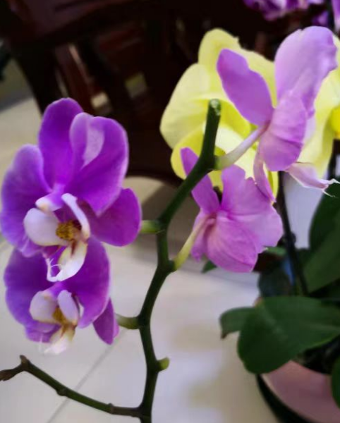 蝴蝶兰剪掉花剑还能再长吗？蝴蝶兰剪花剑后多久再抽花剑？
