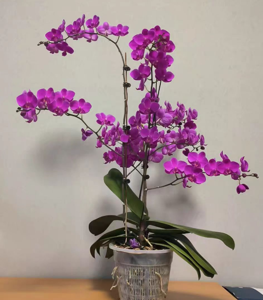 蝴蝶兰和其他兰花哪个好养？蝴蝶兰和其他兰花品种有什么区别？