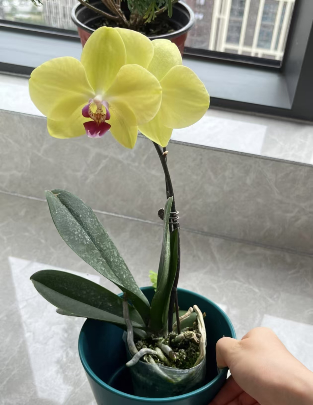 蝴蝶兰换盆多久施肥最好呢？蝴蝶兰换盆后如何浇水最好？