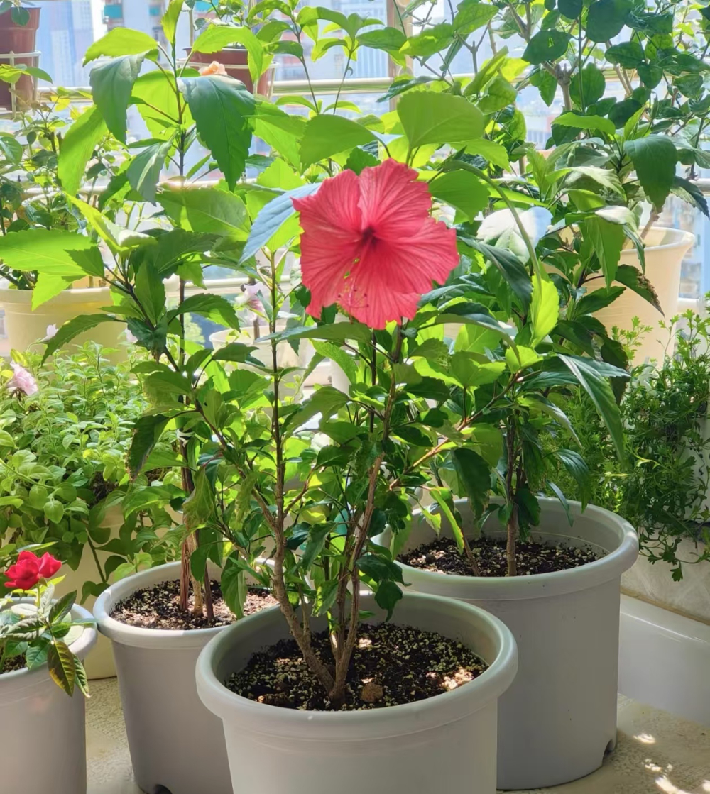 5月份养什么花比较好？四季盛开的花分别有哪些？