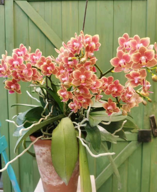 蝴蝶兰侧芽和高芽是什么意思？蝴蝶兰的侧芽和高芽一样吗？