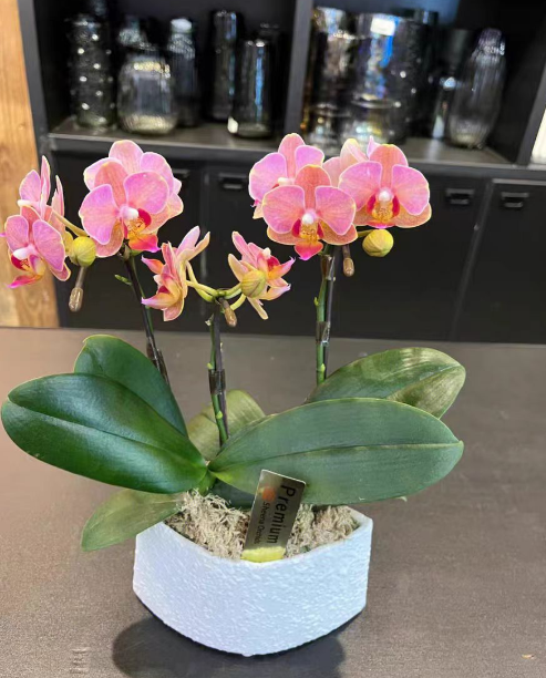蝴蝶兰剪根后用什么消毒？蝴蝶兰剪根酒精消毒可以吗？