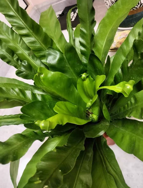 雨季养什么室内植物好？雨季植物养护注意事项有哪些？