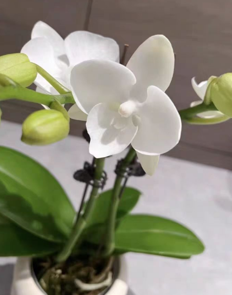 蝴蝶兰温度过高会造成花苞掉落吗？蝴蝶兰的温度和湿度过高怎么调整？